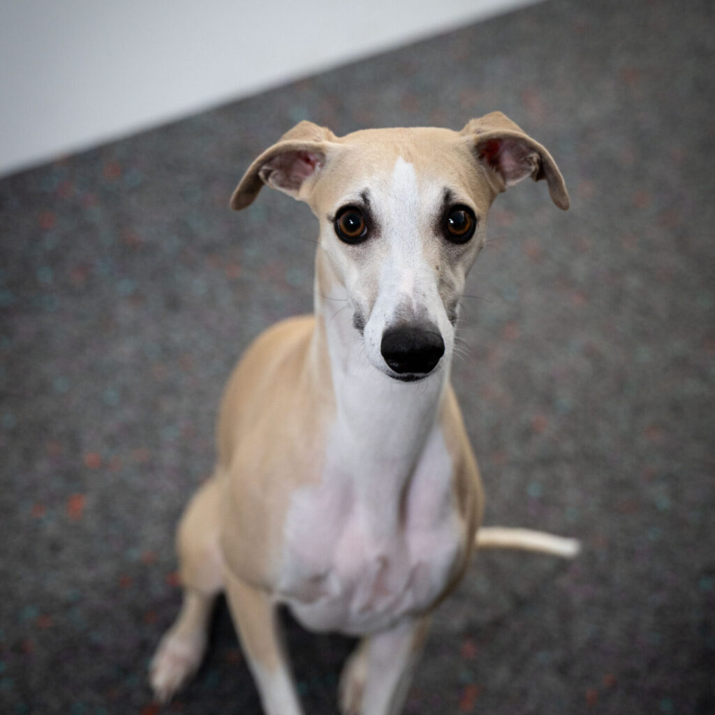 9253 STRAPAG Dez 2025 37 scaled e1768472335998